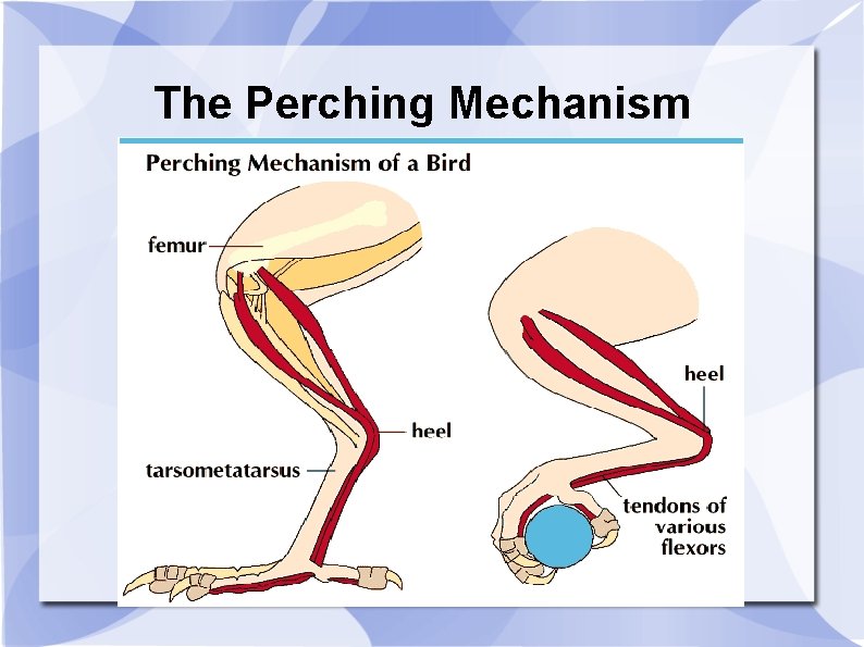 The Perching Mechanism 