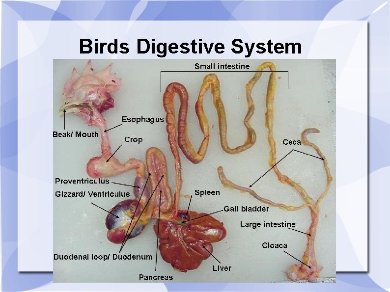 Birds Digestive System 