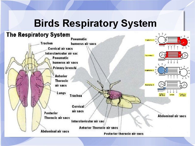 Birds Respiratory System 