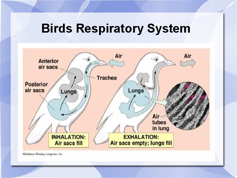 Birds Respiratory System 