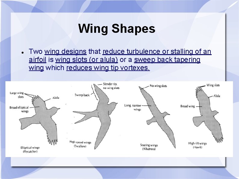 Wing Shapes Two wing designs that reduce turbulence or stalling of an airfoil is