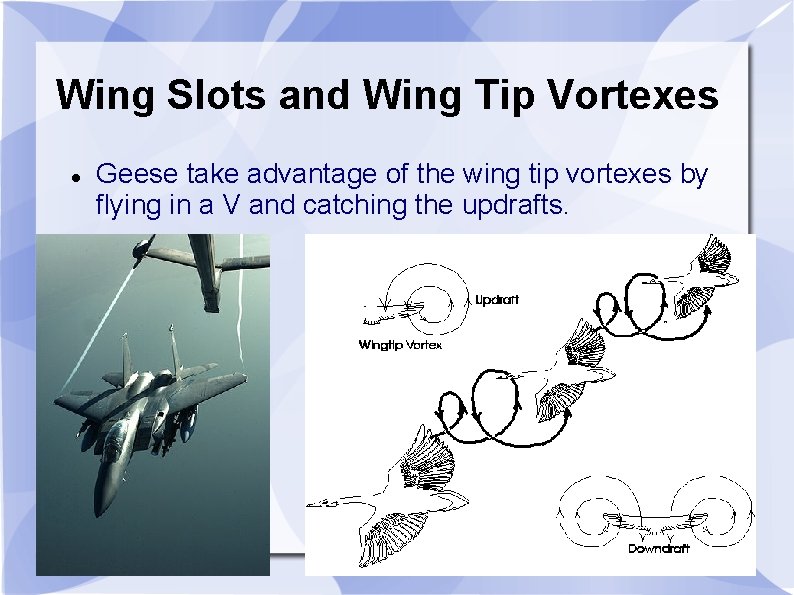 Wing Slots and Wing Tip Vortexes Geese take advantage of the wing tip vortexes