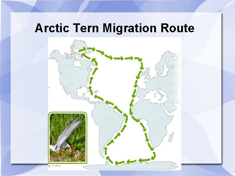 Arctic Tern Migration Route 