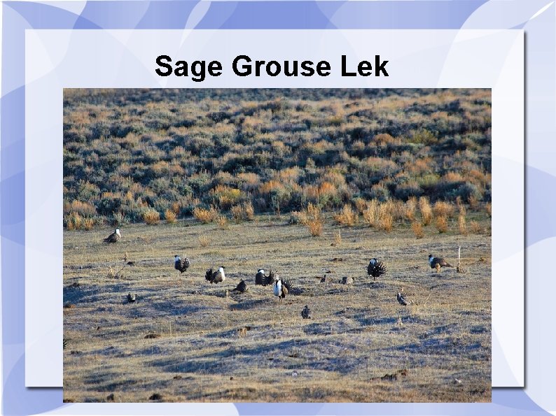 Sage Grouse Lek 
