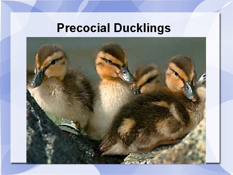 Precocial Ducklings 