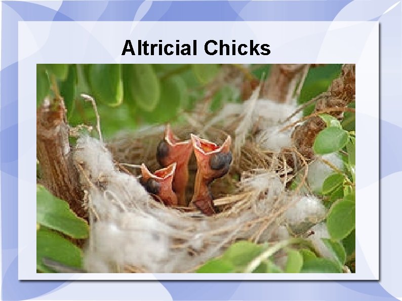 Altricial Chicks 