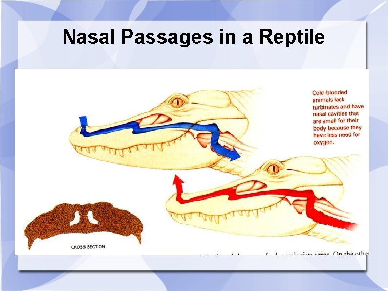 Nasal Passages in a Reptile 