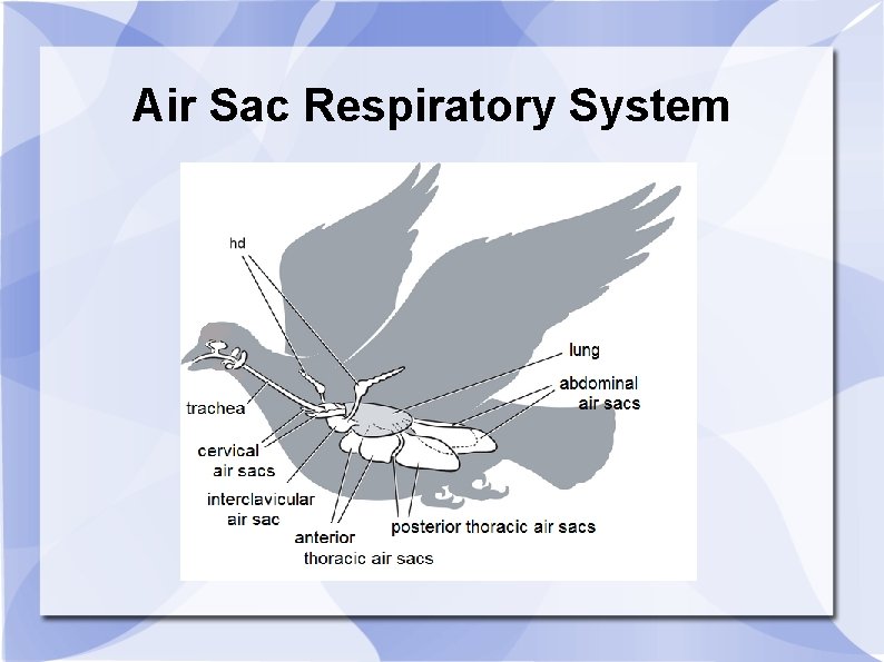 Air Sac Respiratory System 