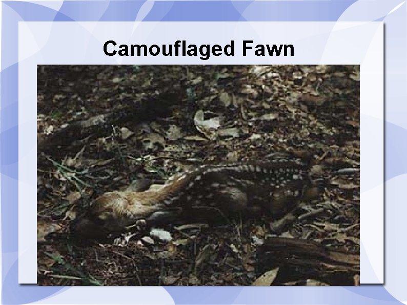 Camouflaged Fawn 