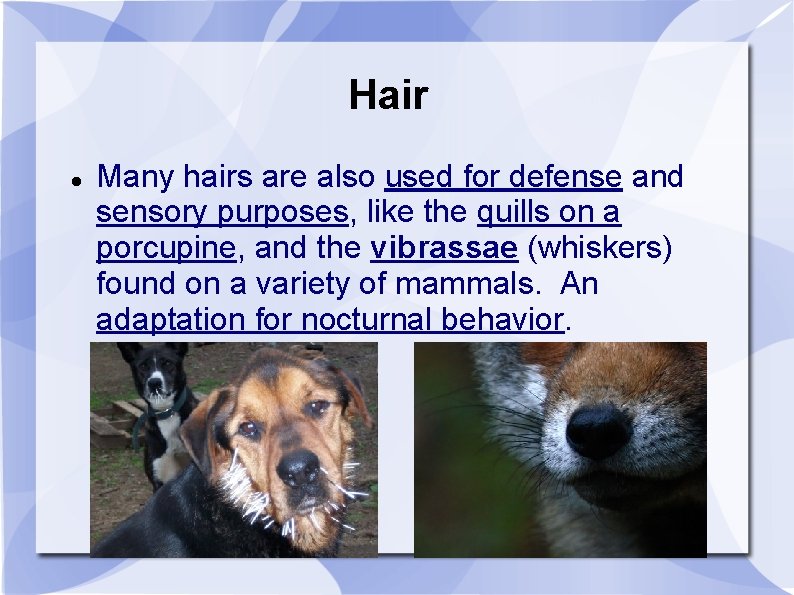 Hair Many hairs are also used for defense and sensory purposes, like the quills