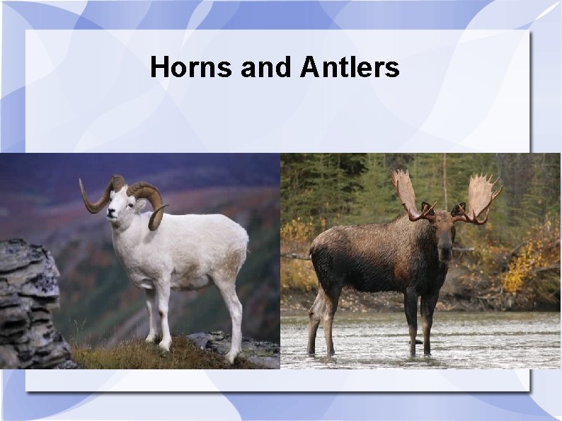 Horns and Antlers 