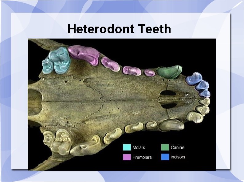 Heterodont Teeth 