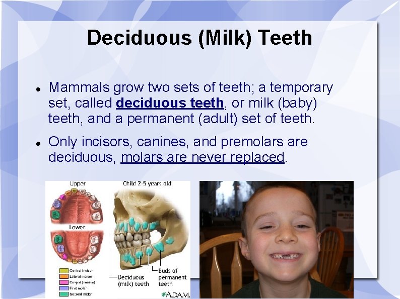 Deciduous (Milk) Teeth Mammals grow two sets of teeth; a temporary set, called deciduous