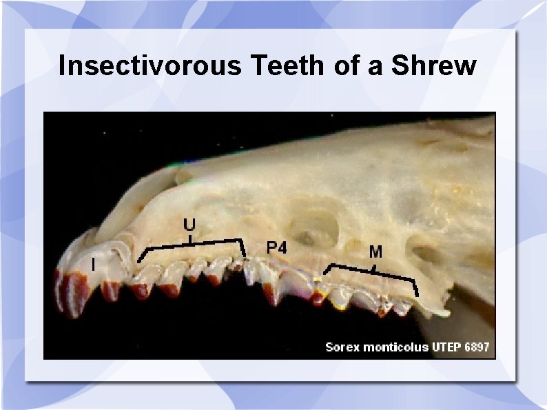 Insectivorous Teeth of a Shrew 