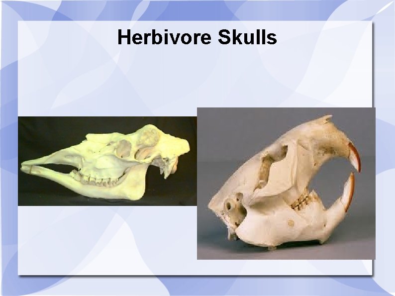 Herbivore Skulls 