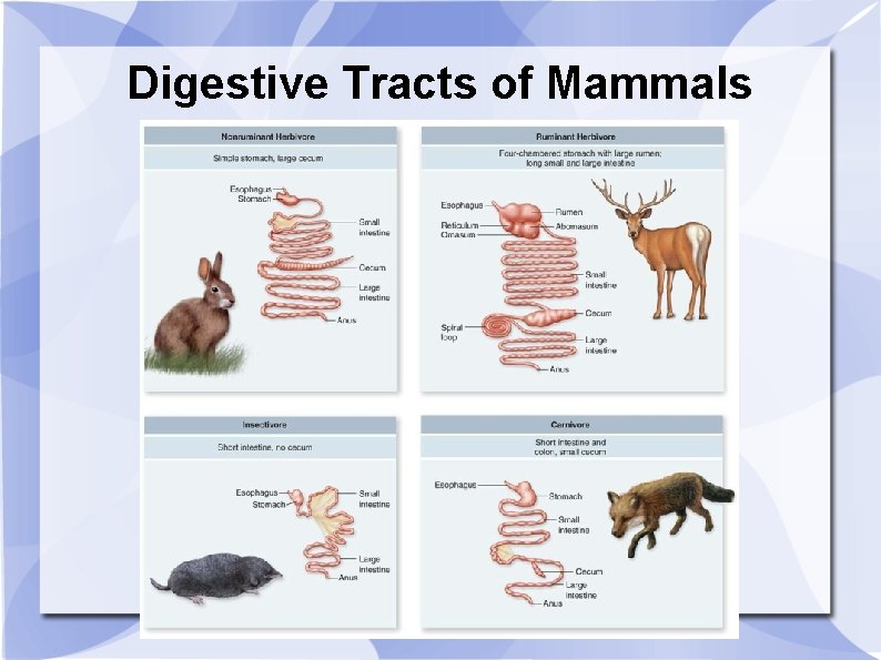 Digestive Tracts of Mammals 