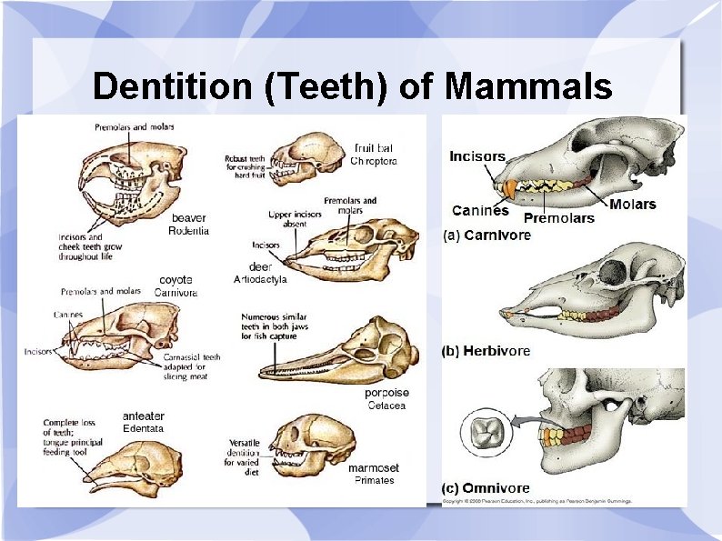 Dentition (Teeth) of Mammals 