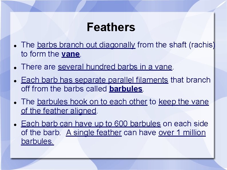 Feathers The barbs branch out diagonally from the shaft (rachis) to form the vane.