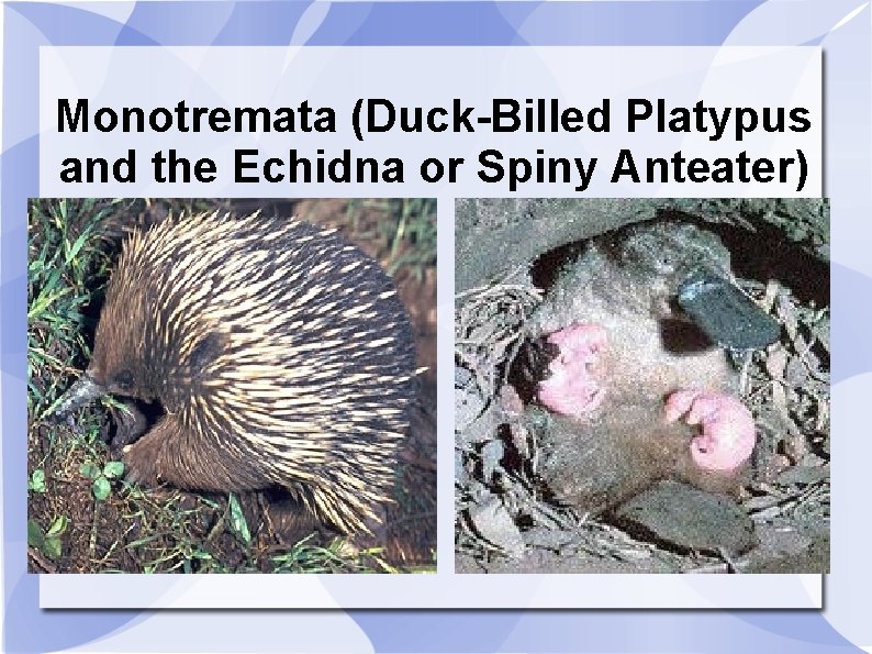 Monotremata (Duck-Billed Platypus and the Echidna or Spiny Anteater) 