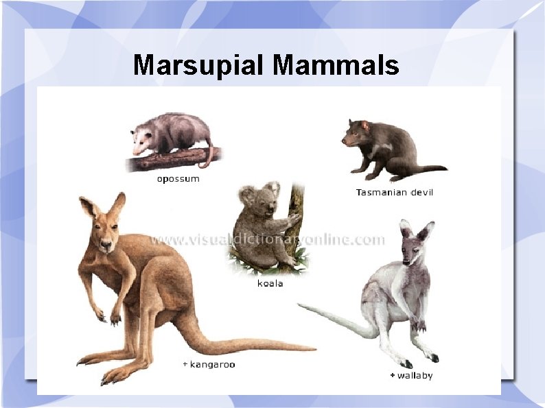 Marsupial Mammals 