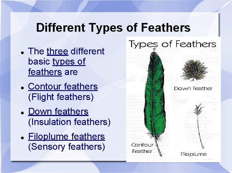 Different Types of Feathers The three different basic types of feathers are Contour feathers