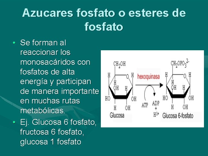 Azucares fosfato o esteres de fosfato • Se forman al reaccionar los monosacáridos con