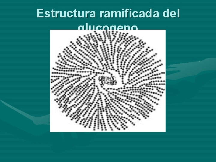 Estructura ramificada del glucogeno 