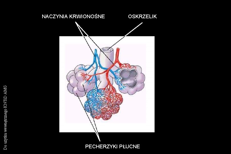 Do użytku wewnętrznego KNTi. D AMG NACZYNIA KRWIONOŚNE OSKRZELIK PECHERZYKI PŁUCNE 