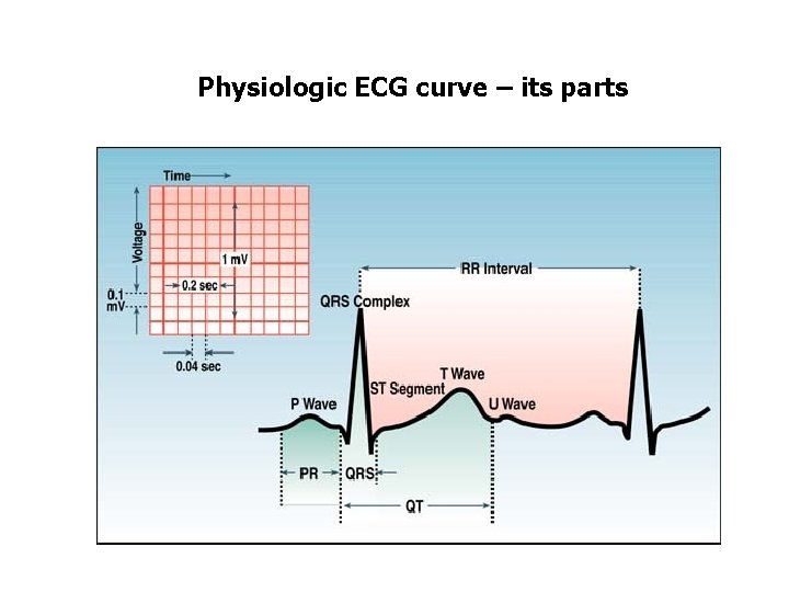 Physiologic ECG curve – its parts 