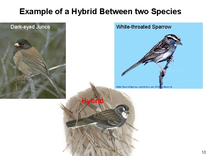 Example of a Hybrid Between two Species Dark-eyed Junco White-throated Sparrow Hybrid 10 