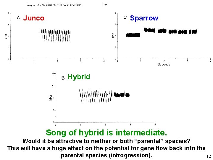 Junco Sparrow Hybrid Song of hybrid is intermediate. Would it be attractive to neither