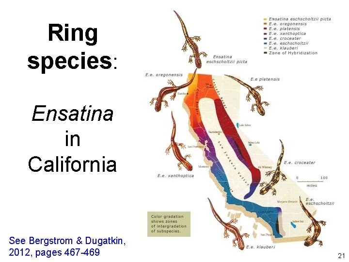 Ring species: Ensatina in California See Bergstrom & Dugatkin, 2012, pages 467 -469 21