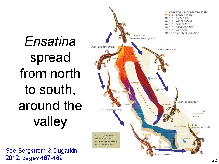 Ensatina spread from north to south, around the valley See Bergstrom & Dugatkin, 2012,