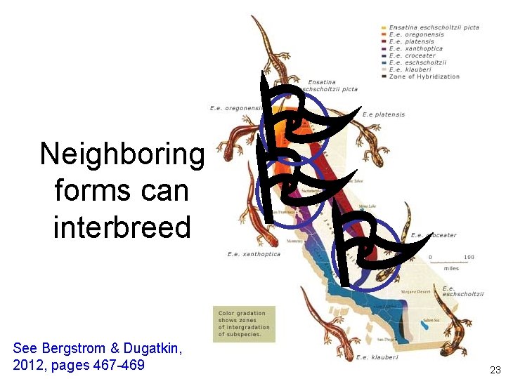 Neighboring forms can interbreed See Bergstrom & Dugatkin, 2012, pages 467 -469 23 