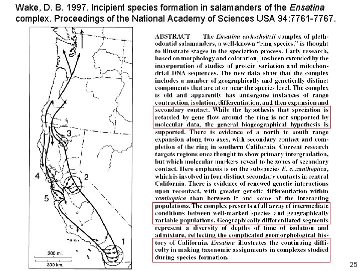Wake, D. B. 1997. Incipient species formation in salamanders of the Ensatina complex. Proceedings