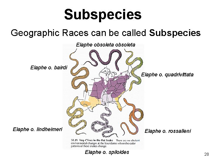 Subspecies Geographic Races can be called Subspecies Elaphe obsoleta Elaphe o. bairdi Elaphe o.