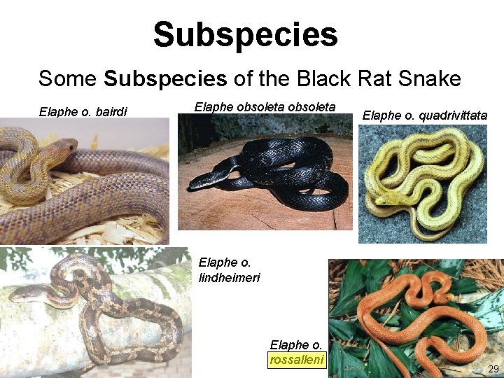 Subspecies Some Subspecies of the Black Rat Snake Elaphe o. bairdi Elaphe obsoleta Elaphe