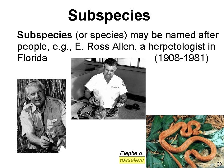 Subspecies (or species) may be named after people, e. g. , E. Ross Allen,