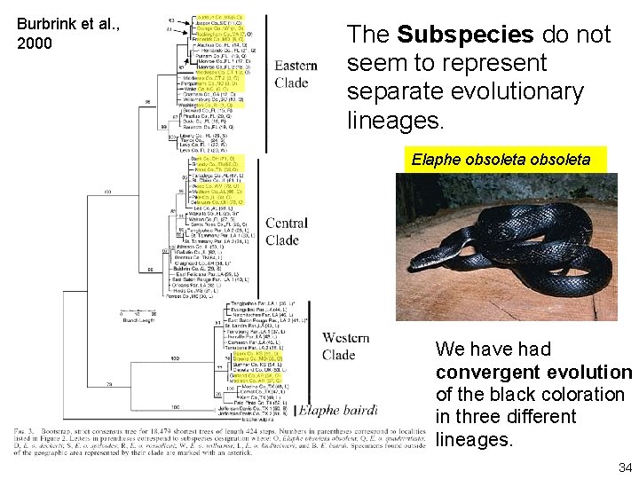 Burbrink et al. , 2000 The Subspecies do not seem to represent separate evolutionary