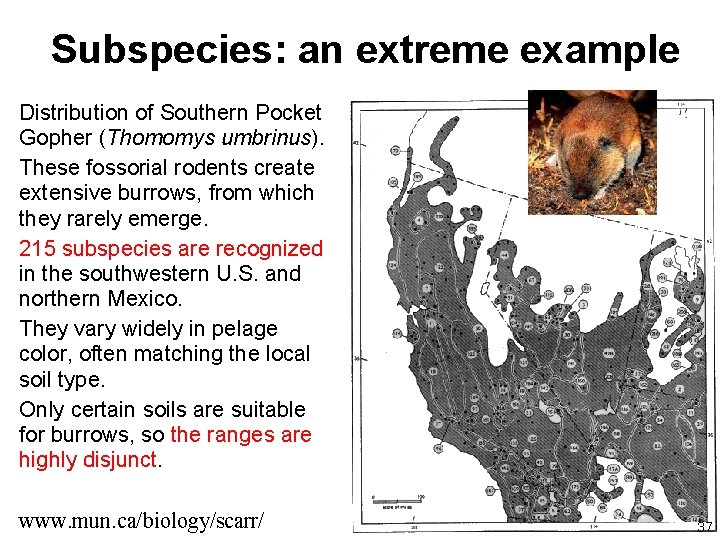 Subspecies: an extreme example Distribution of Southern Pocket Gopher (Thomomys umbrinus). These fossorial rodents