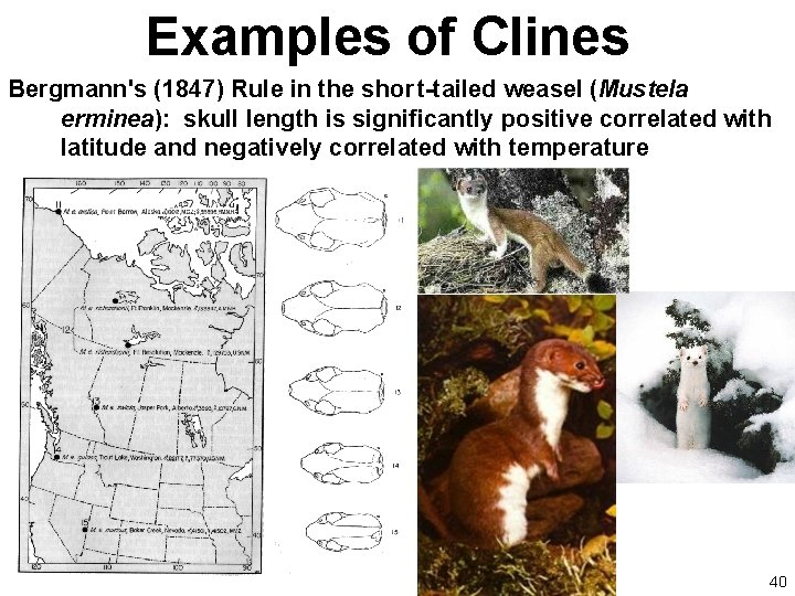 Examples of Clines Bergmann's (1847) Rule in the shor t-tailed weasel (Mustela erminea): skull