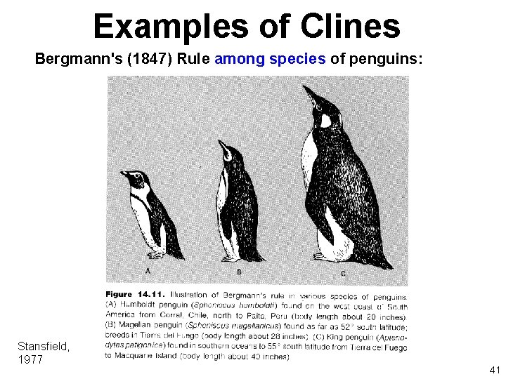 Examples of Clines Bergmann's (1847) Rule among species of penguins: Stansfield, 1977 41 