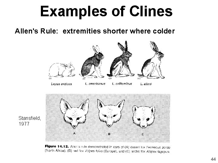 Examples of Clines Allen's Rule: extremities shorter where colder Stansfield, 1977 44 