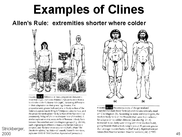 Examples of Clines Allen's Rule: extremities shorter where colder Strickberger, 2000 45 