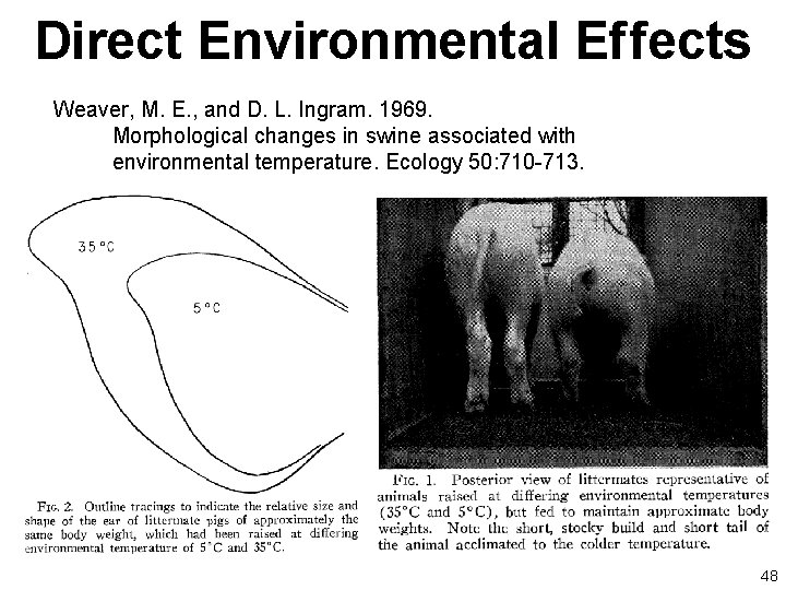 Direct Environmental Ef fects Weaver, M. E. , and D. L. Ingram. 1969. Morphological