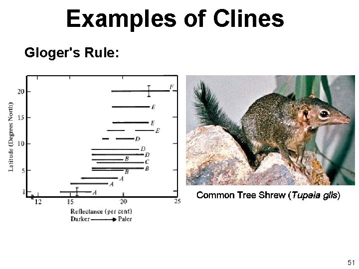 Examples of Clines Gloger's Rule: 51 
