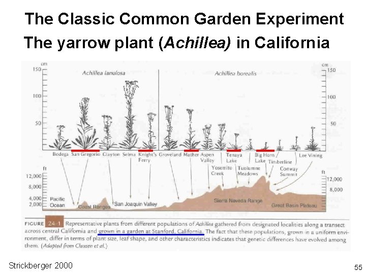 The Classic Common Garden Experiment The yarrow plant (Achillea) in California Strickberger 2000 55