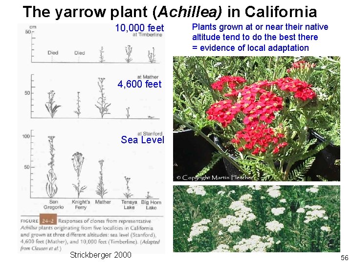 The yarrow plant (Achillea) in California 10, 000 feet Plants grown at or near