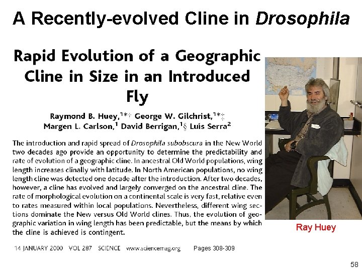 A Recently-evolved Cline in Drosophila Ray Huey Pages 308 -309 58 