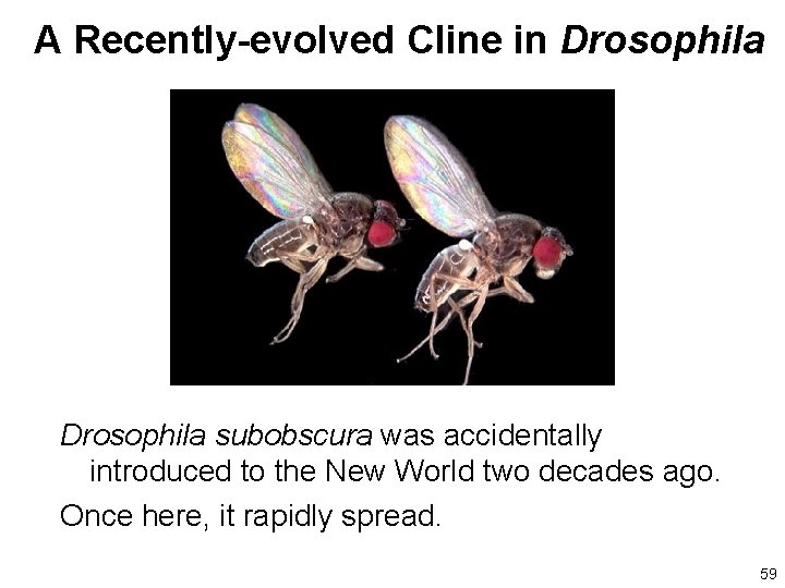 A Recently-evolved Cline in Drosophila subobscura was accidentally introduced to the New World two